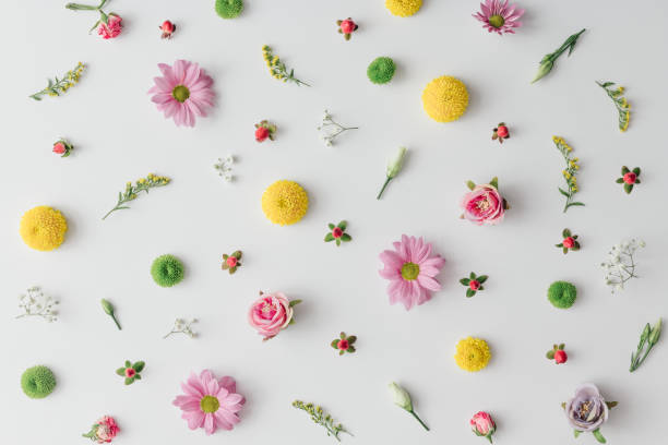 istock Creative spring colorful flower pattern on bright background. Flat lay. Nature minimal concept. 923648458