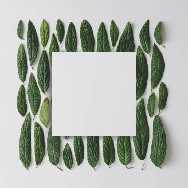 istock Creative layout made of green leaves. Flat lay. Nature spring concept. 923648516