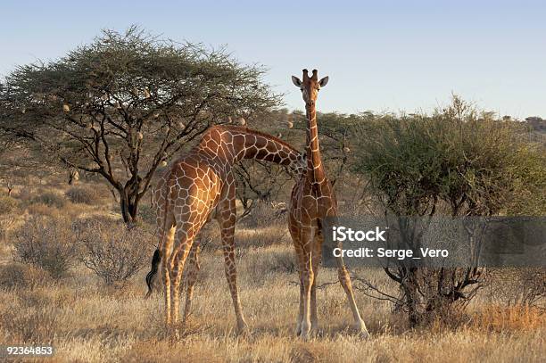 Photo libre de droit de Somalien Les Girafes banque d'images et plus d'images libres de droit de Afrique - Afrique, Animaux de safari, Animaux à l'état sauvage