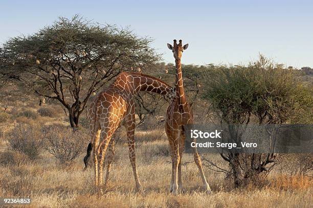 Foto de Somali Girafas e mais fotos de stock de Animais de Safári - Animais de Safári, Animal, Animal selvagem