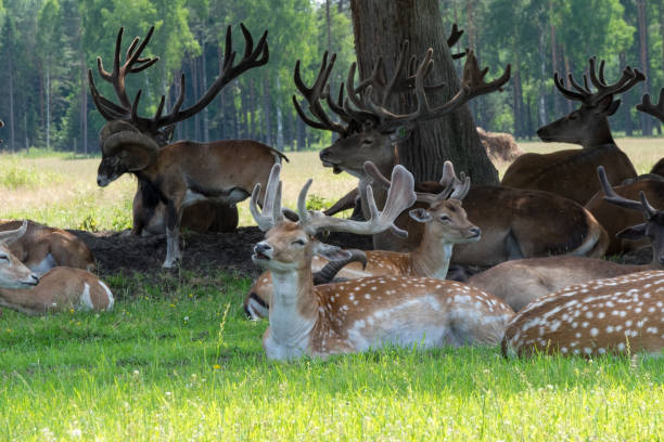 Deers and Other Animals Getting Rest in Shadows stock photo