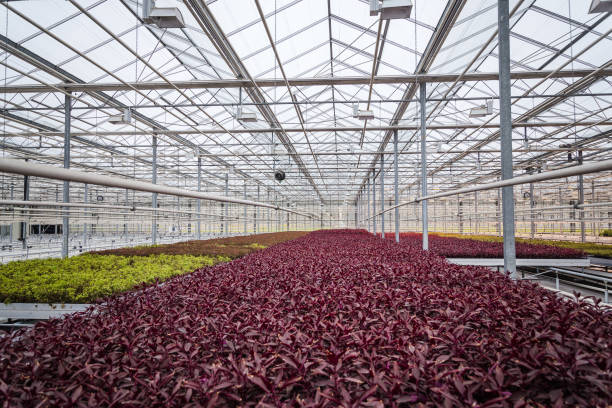 istock Annual flower seedlings in the modern greenhouse in spring 923649130