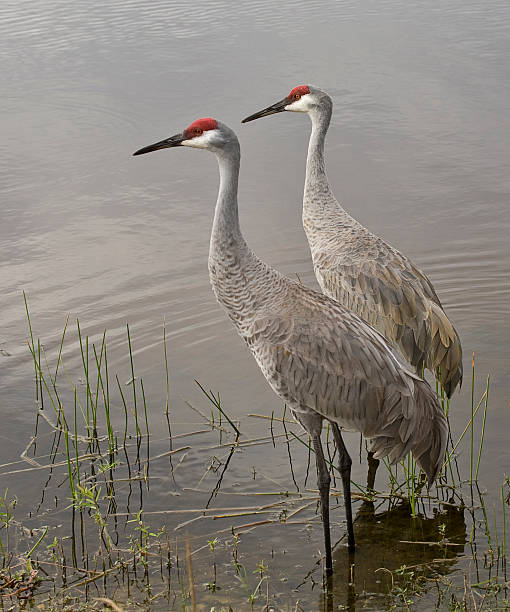 Pair of Sandhill Cranes in the water