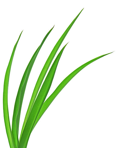 Grass Macro of long grass blades, isolated on white background. extreme close up of blades of grass stock pictures, royalty-free photos & images