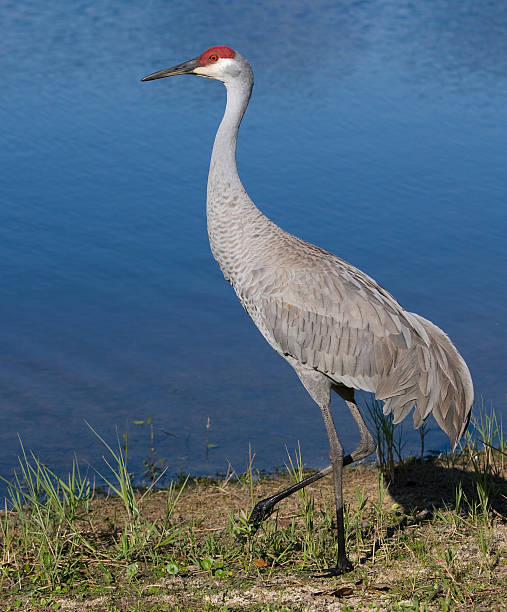 istock Sandhill Crane by a lake. 92364939