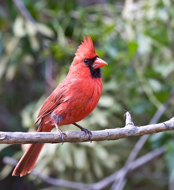 istock Male Northern Cardinal 92364943