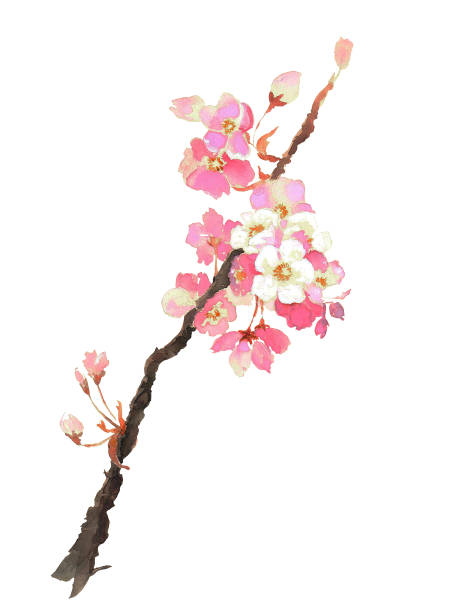 istock Elegant blooming sakura watercolor illustration isolated on white background 923649552