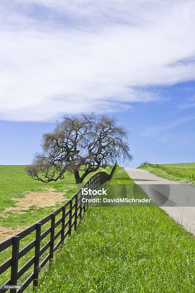 Route de campagne et Oak - Photo de Chêne libre de droits