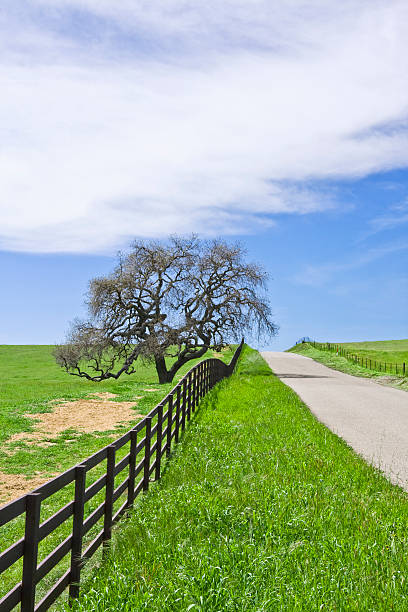 istock Country Road and Oak 92364980