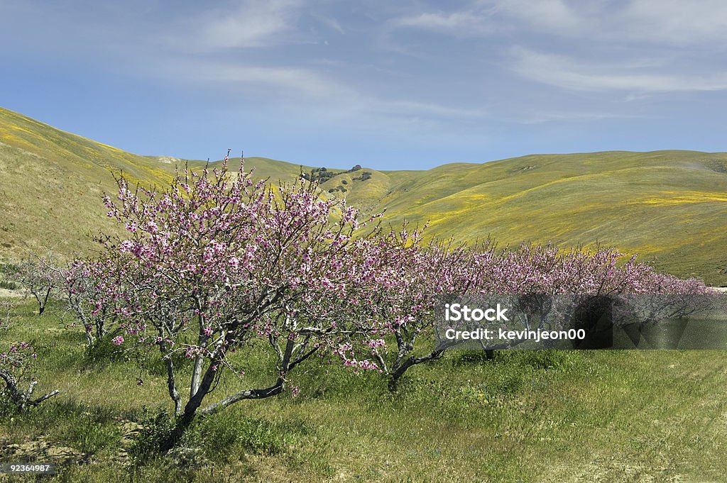 Kwiat jabłoni na wiosnę - Zbiór zdjęć royalty-free (Bez ludzi)