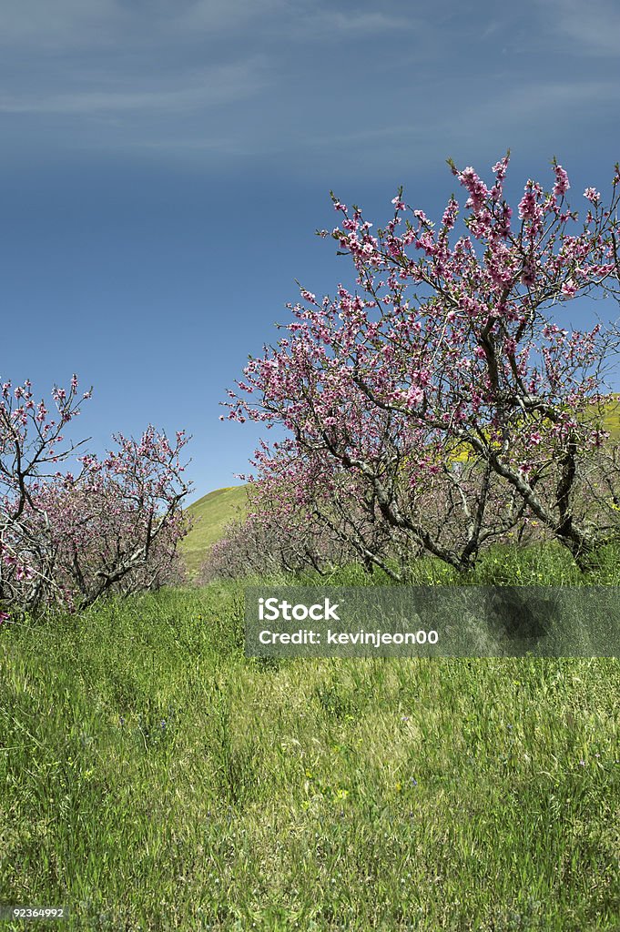 Árbol de manzano - Foto de stock de Flor silvestre libre de derechos