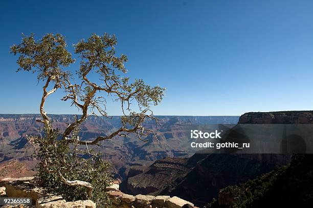 Árvore - Fotografias de stock e mais imagens de Antigo - Antigo, Ao Ar Livre, Arenito