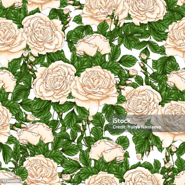 Rose Drawing Pattern Vector Seamless Floral Pattern With Roses Hand Draw Stock Illustration ...