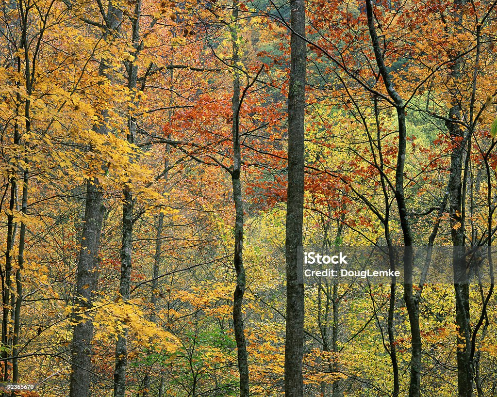 Foliage "autunnale, Tennessee - Foto stock royalty-free di Albero