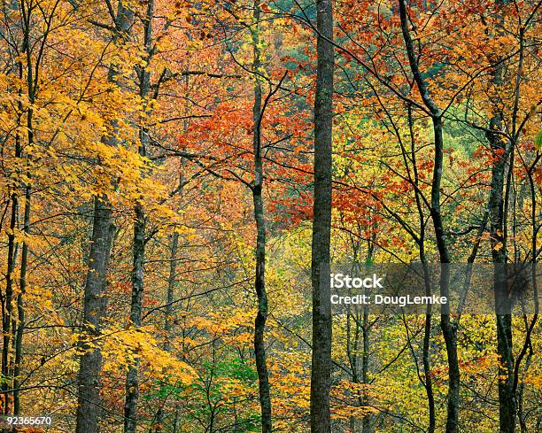 Jesienne Liście Stan Tennessee - zdjęcia stockowe i więcej obrazów Bez ludzi - Bez ludzi, Drzewo, Fotografika