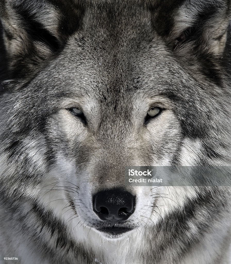 Gray Wolf  Animal Stock Photo