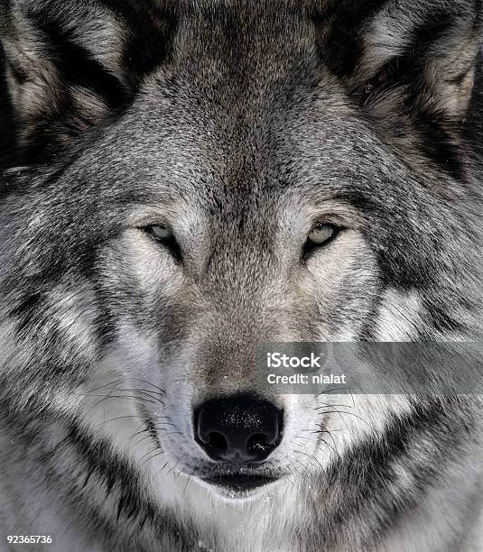 Gray Wolf Stock Photo - Download Image Now - Animal, Animal Wildlife, Animals Hunting