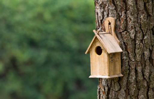 Bird House on a Pine Tree