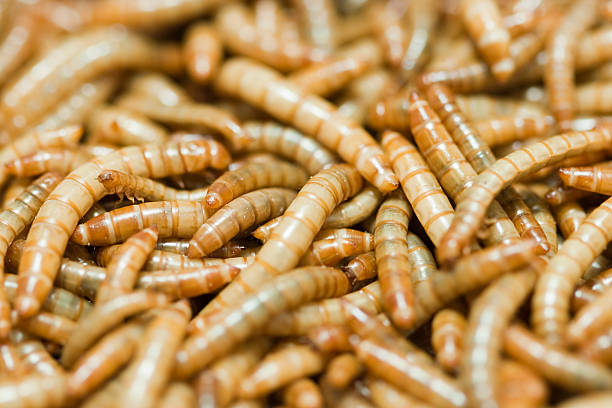 mealworm stock photo