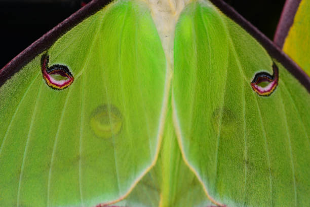 istock Luna moth wings with  hindwing eye spots visible through forewing 923659920