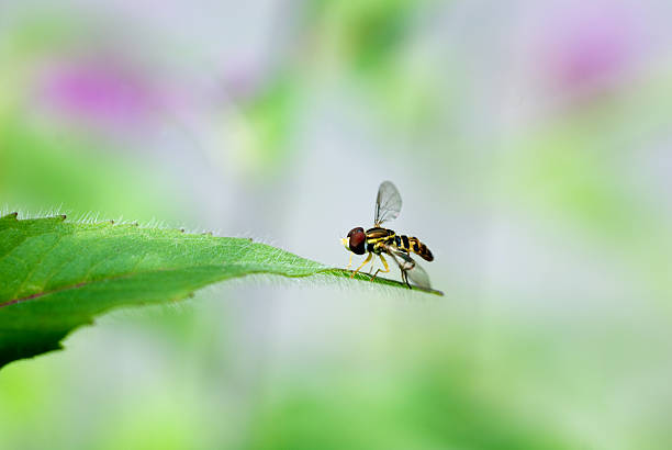 Sweat Wasp on Leaf stock photo