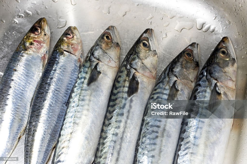 Row of prepared mackerel fish  Abstract Stock Photo