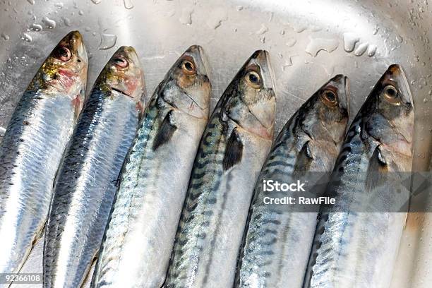 Row Of Prepared Mackerel Fish Stock Photo - Download Image Now - Abstract, Animal Scale, Animal Skin