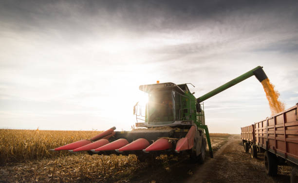 istock Pouring corn grain into tractor trailer after harvest 923662256