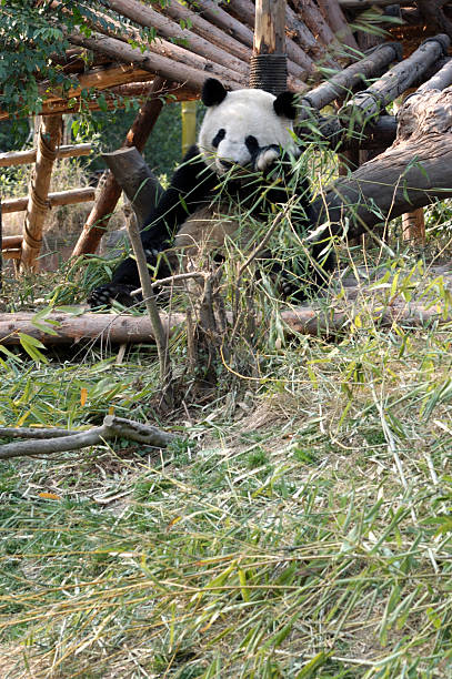 istock Giant panda in China Sichuan 92366231