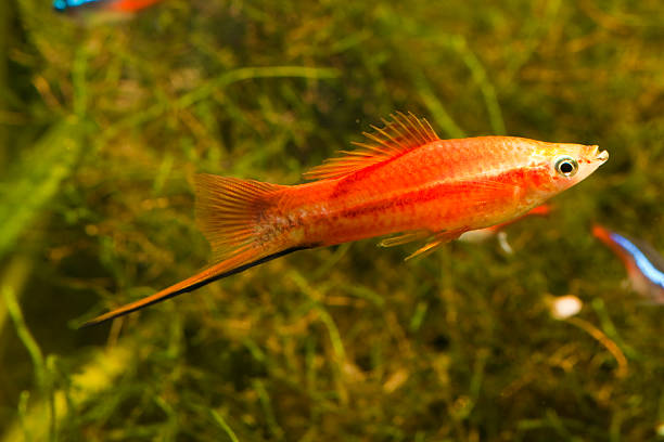 Red Swordtail fish stock photo