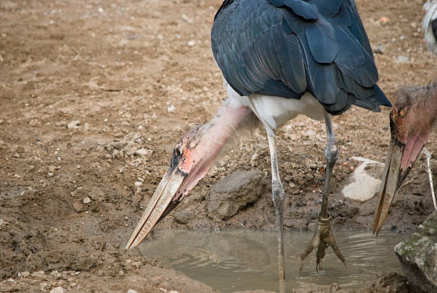 Marabu drinking water  marabu stork stock pictures, royalty-free photos & images