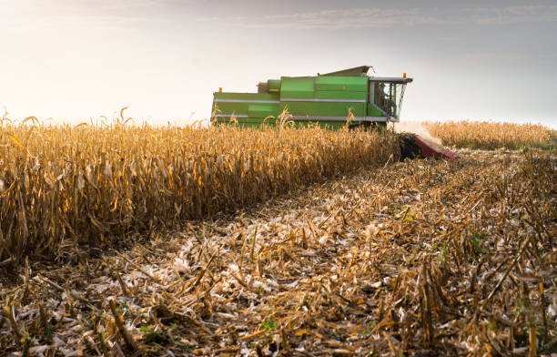 istock Harvesting of corn field with combine in late summer 923663228