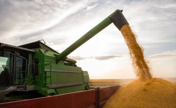 istock Pouring corn grain into tractor trailer after harvest 923663236