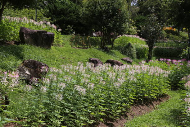 istock Modern Style Green Garden 923663942