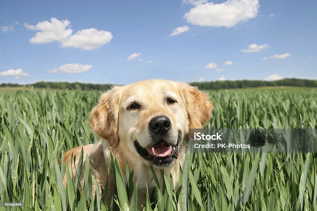 Feliz Labrador Dourado - Foto de stock de Cão royalty-free