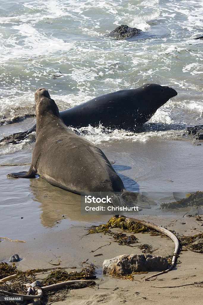 Seeelefanten entlang der kalifornischen Küste - Lizenzfrei Aquatisches Lebewesen Stock-Foto