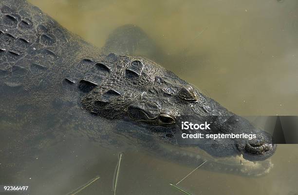 Crocodile Stock Photo - Download Image Now - Amphibian, Animal, Animal Head