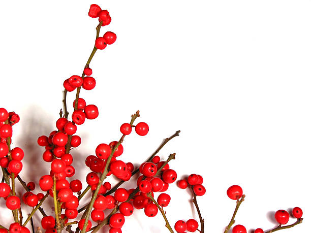 istock Red christmas berries on white 1 92366695