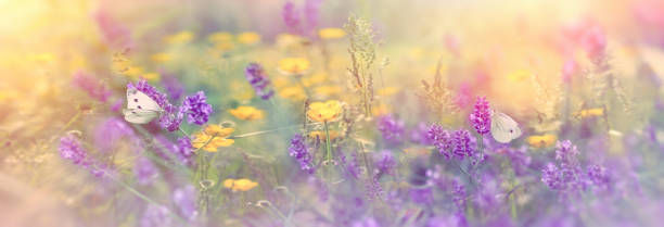 istock Selective focus on butterfly on lavender in meadow - beautiful nature 923666982