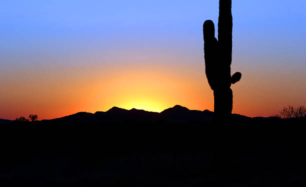 Saguaros stock photo