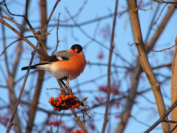 istock bullfinch eating rowanberries 92366888