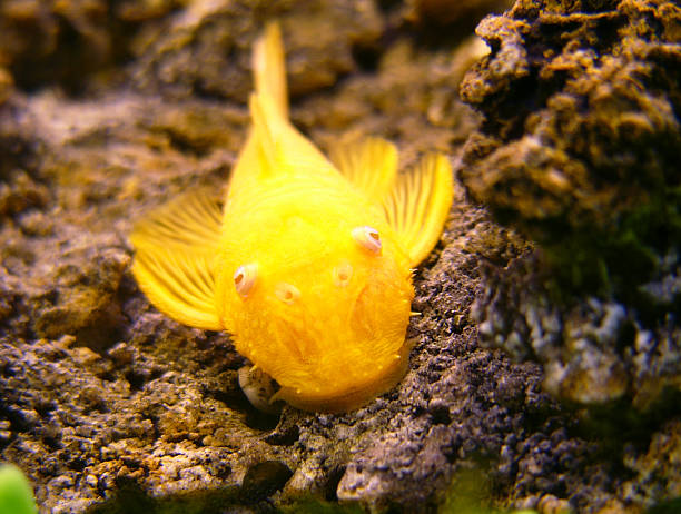 gold-wels - ancistrus fish tropical fresh water fish front view stock-fotos und bilder