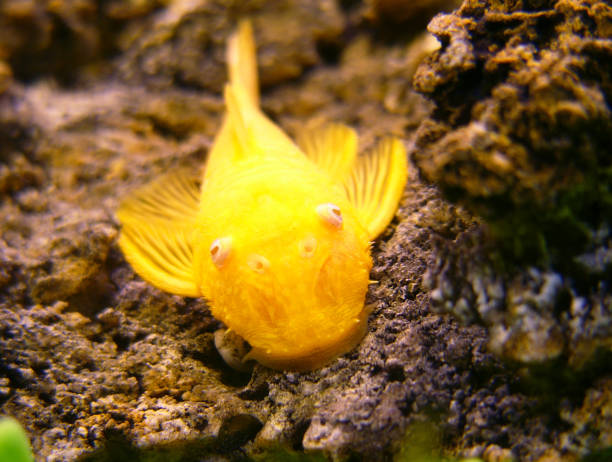 Gold catfish stock photo