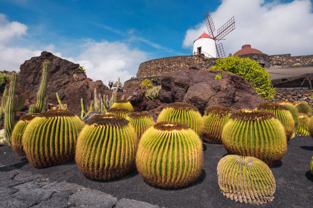 jardin de cactus tropical magnifique de guatiza, lanzarote, îles canaries, espagne. - lanzarote canary islands volcano green photos et images de collection