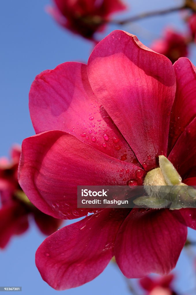 Primer plano de magnolia con gotas de rocío - Foto de stock de Abrir libre de derechos