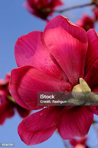 Primer Plano De Magnolia Con Gotas De Rocío Foto de stock y más banco de imágenes de Abrir - Abrir, Agua, Aire libre