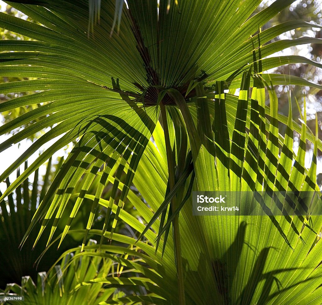 Folhas de Palmeira anã - Royalty-free Cor verde Foto de stock