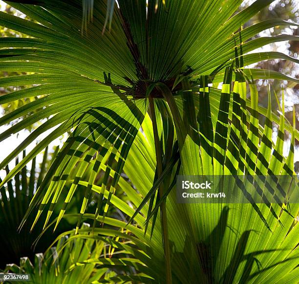 Folhas De Palmeira Anã - Fotografias de stock e mais imagens de Cor verde - Cor verde, Flora, Fotografia - Imagem