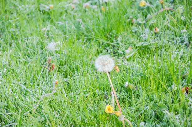 istock Close up fluffy dandelions again natural grass background 923675234