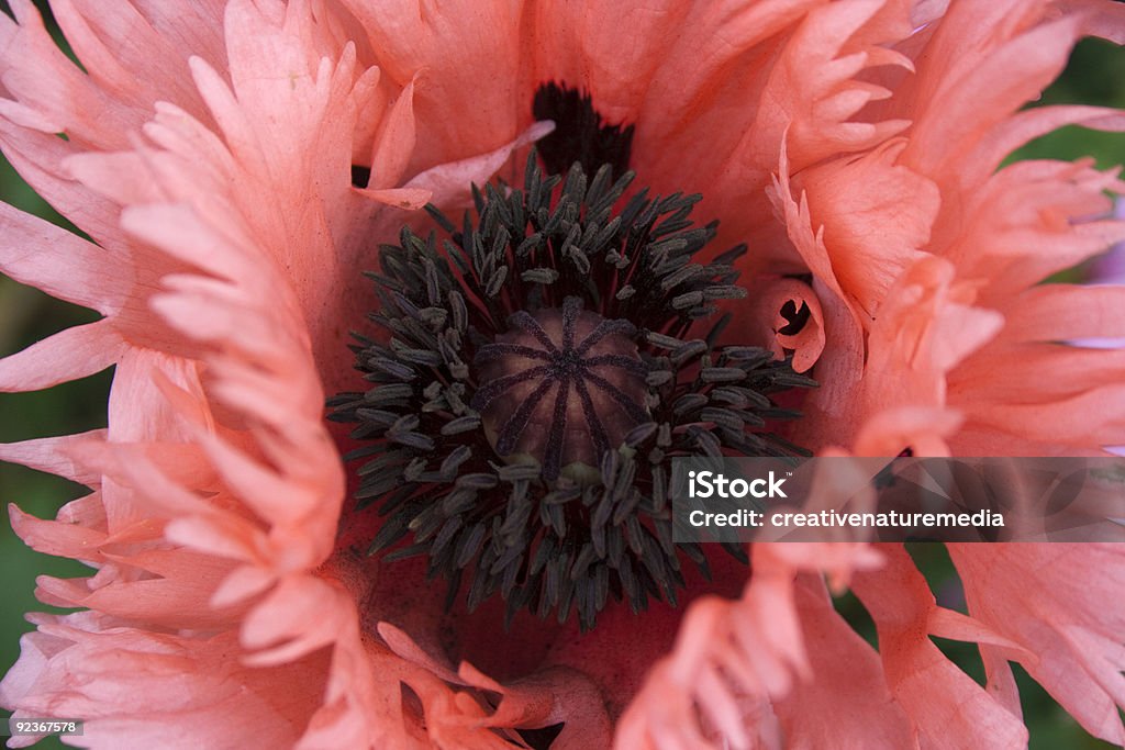 Papoula-de-rosa - Foto de stock de Dia do Armistício britânico royalty-free
